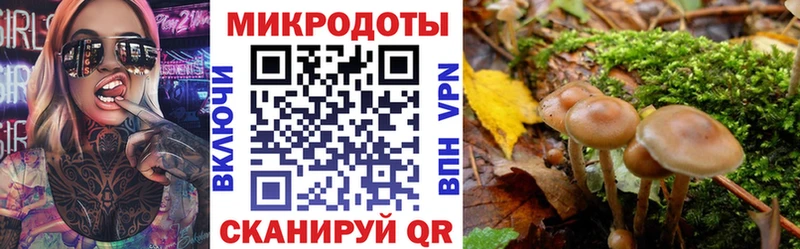 ссылка на мегу онион  Новокузнецк  Галлюциногенные грибы Psilocybine cubensis 